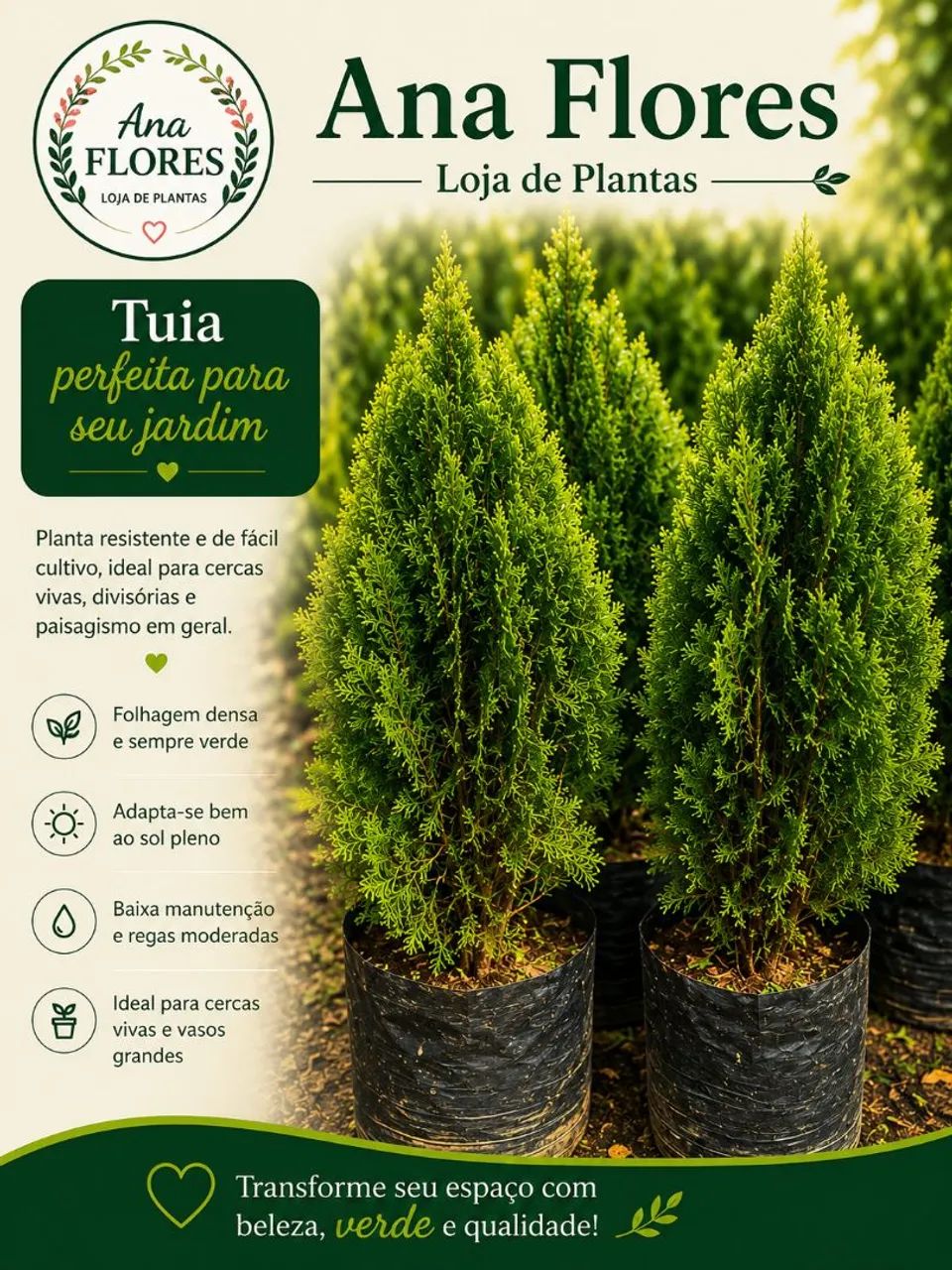 Pinheiro tuia