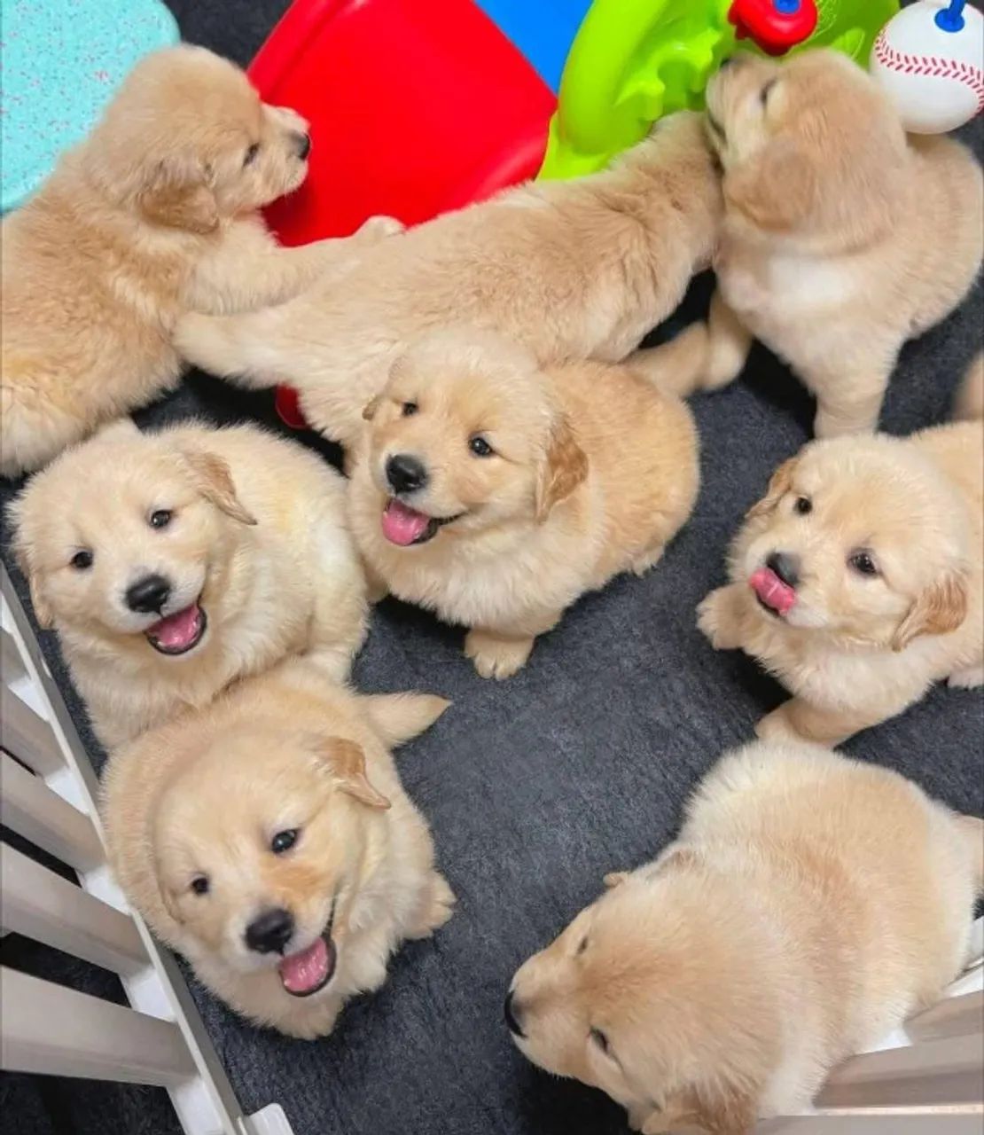 Filhotes de Golden Retriever | Encanto que chama olhares