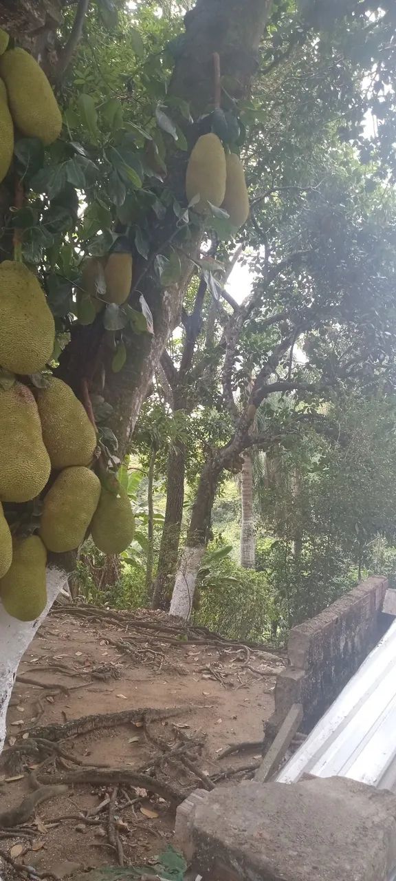 Jacas mole e jacas dura