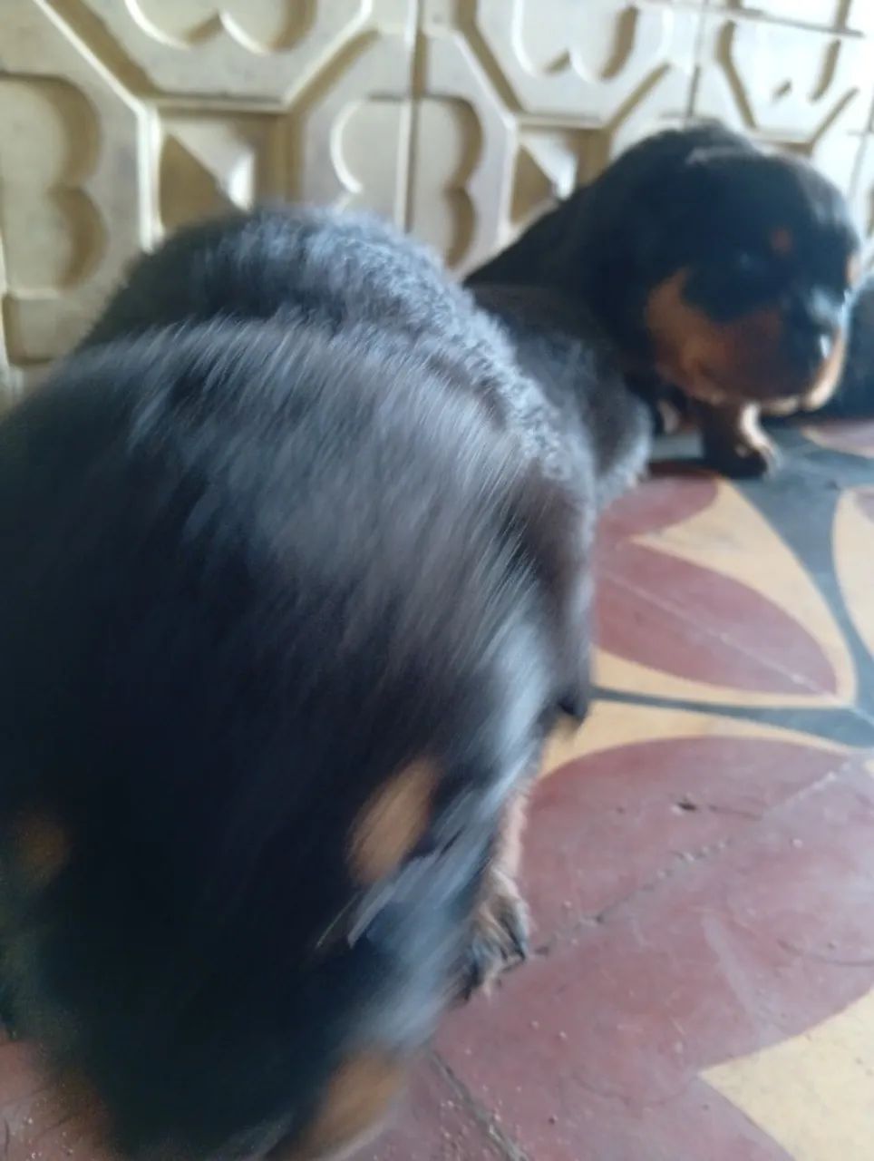 Filhotes de rottweiler  - Foto 4