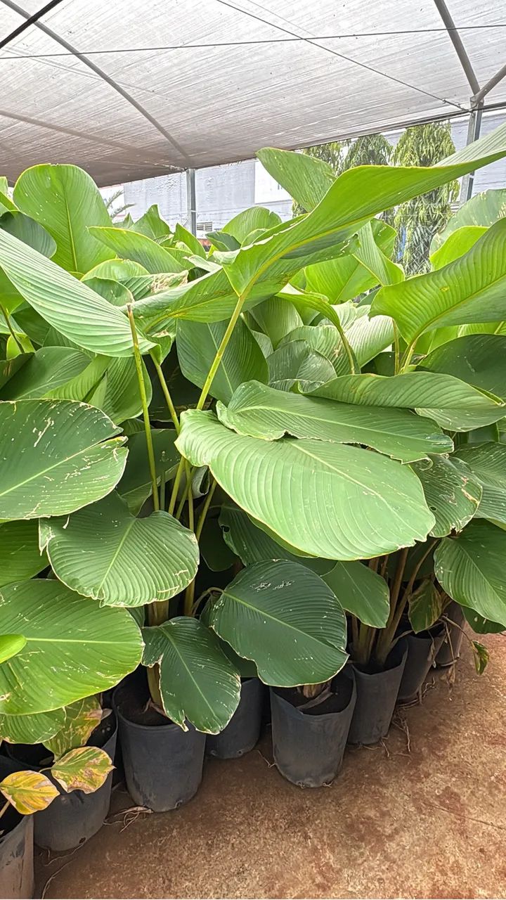 Maranta charuto  - Foto 2