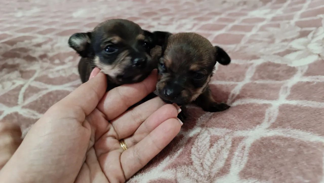 Filhotes de Pinscher 0 - Foto 5