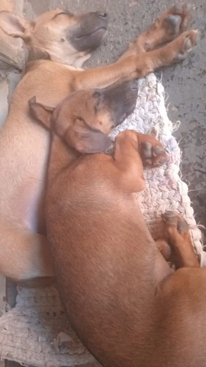 animais para doação - Foto 2
