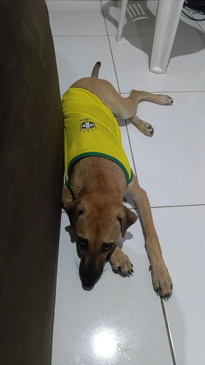 Doa-se Cachorro  - Foto 2