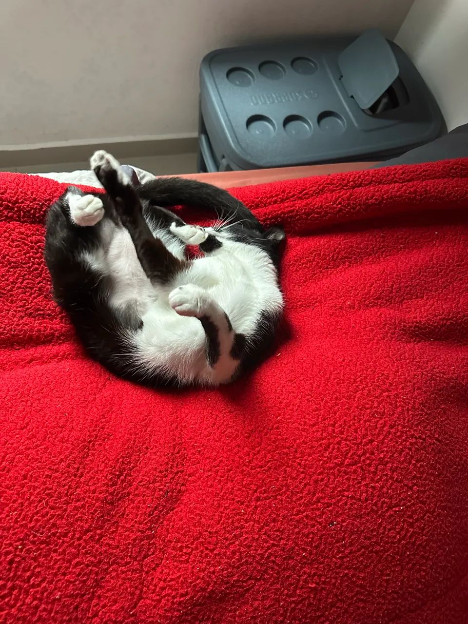 Doação de Gato - Tem 10 meses - Foto 2
