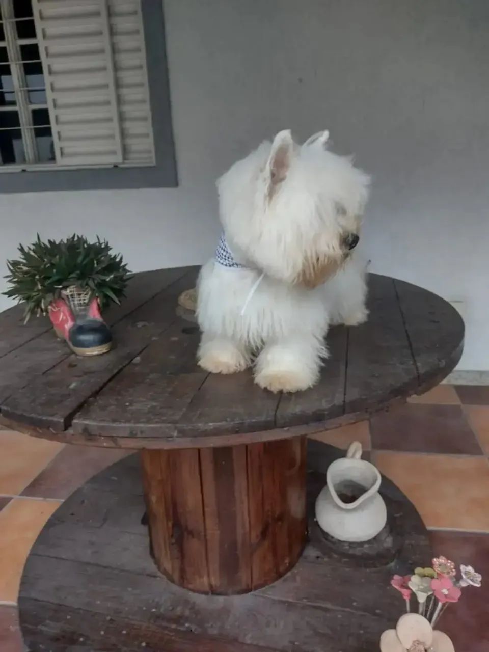 West highland white terrier 