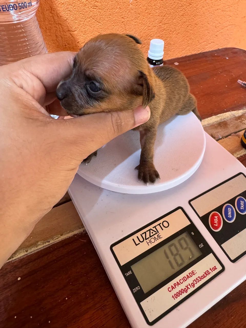 Vendo Pinscher Micro  - Foto 2