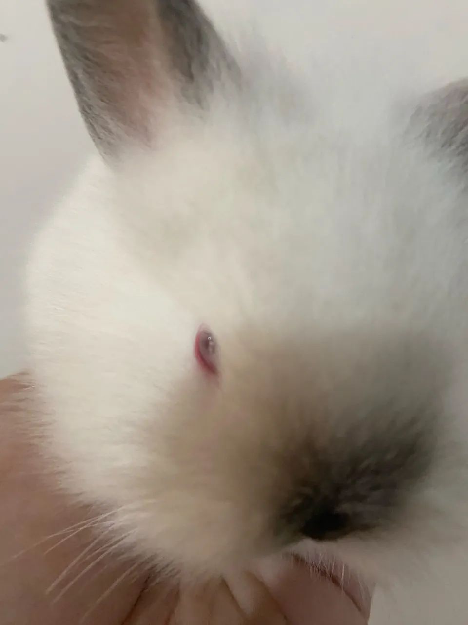 Mini coelho NETHERLAND Dwarf  - Foto 2