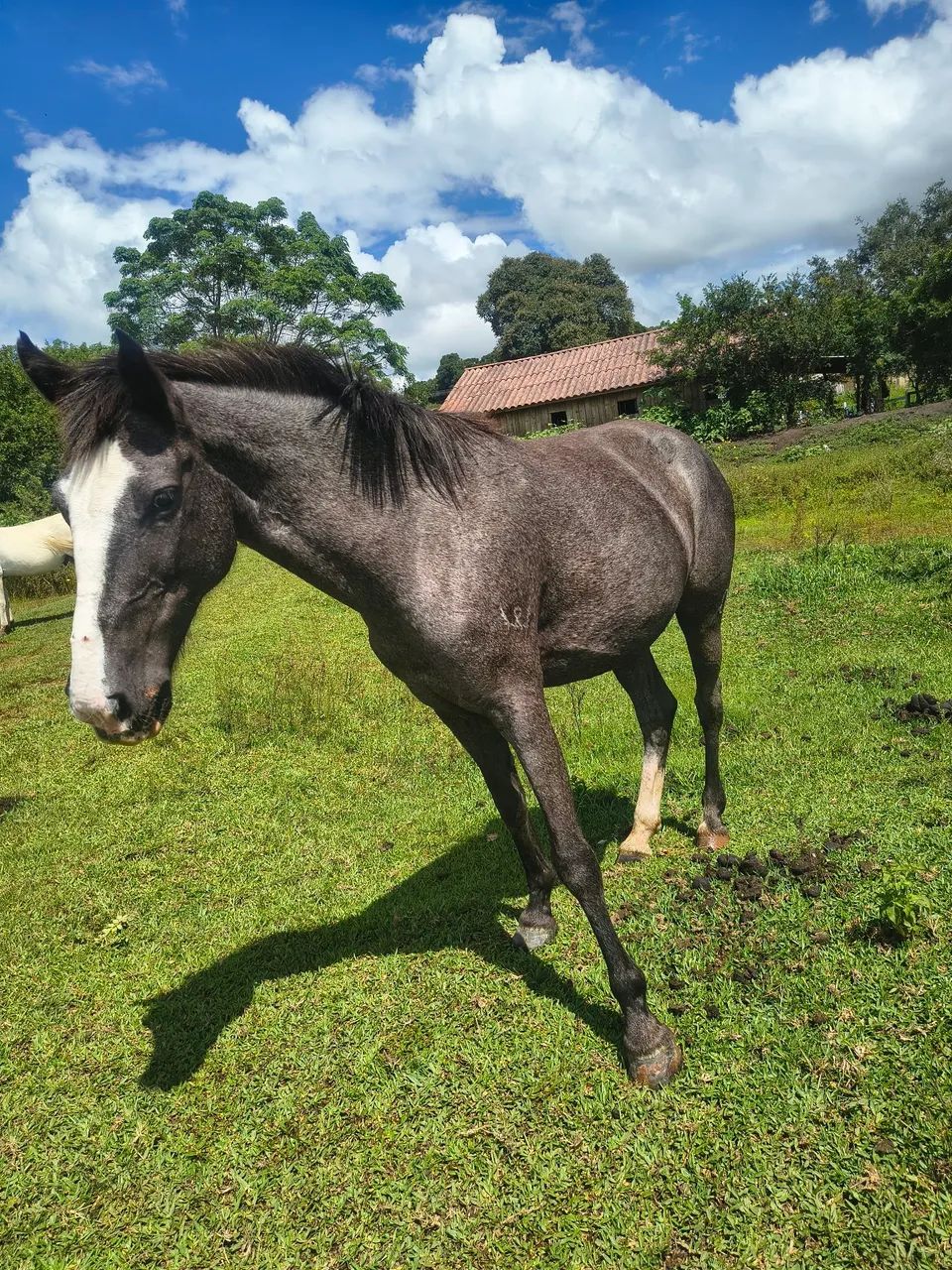 Potranca recém domada  - Foto 2