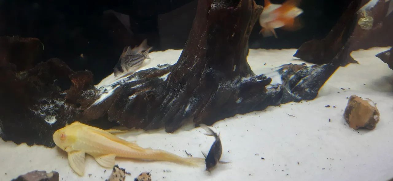 Aquario 200 lt - Foto 4