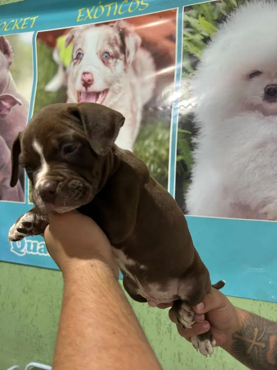 American bully micro com pocket - Foto 4
