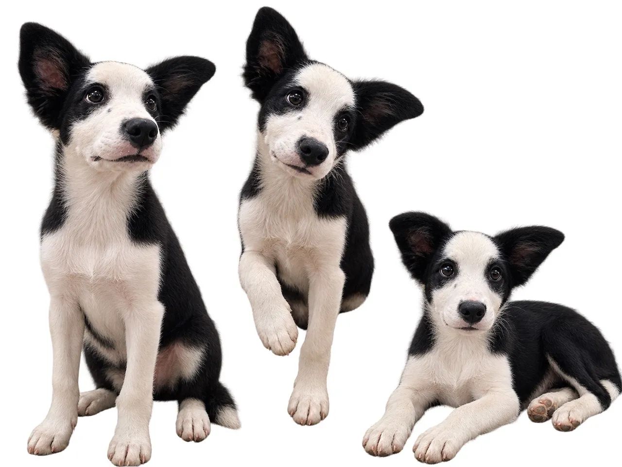 Fêmea raça Boder Collie