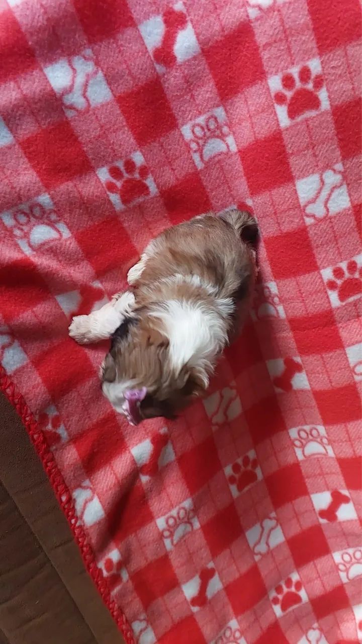 Shitzu - Foto 4