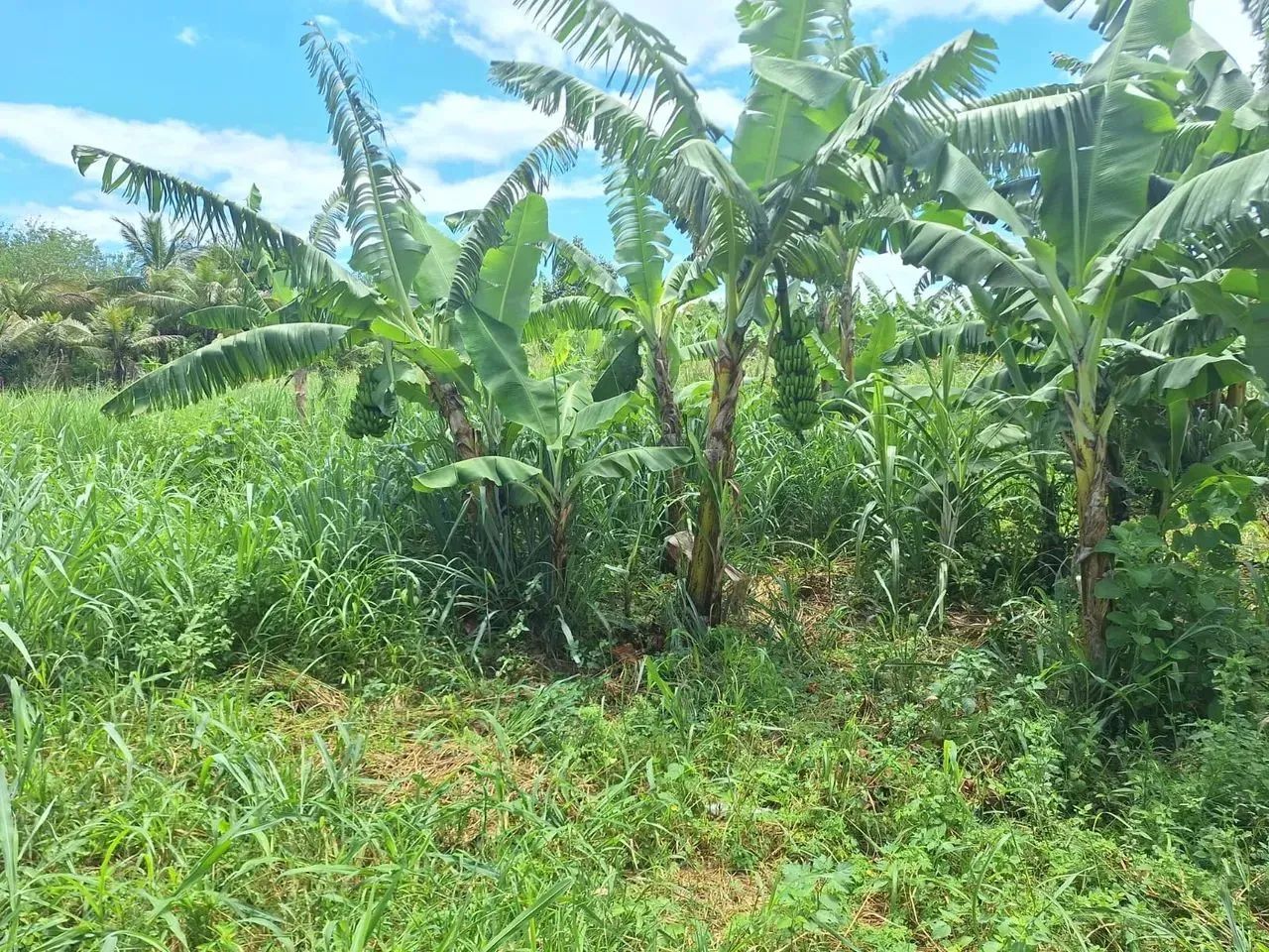 área para chácara com 2.500m² - Foto 11