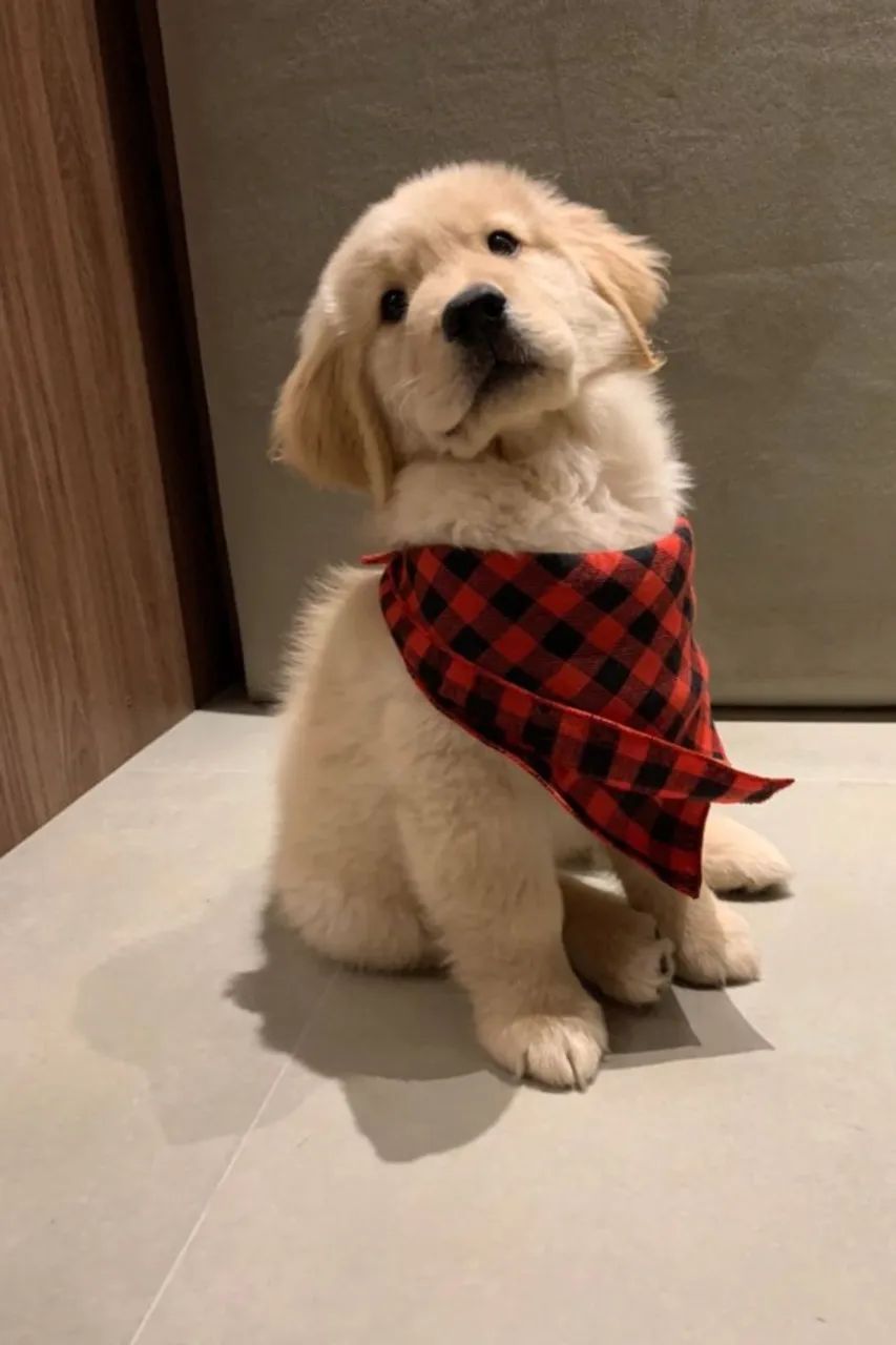 Golden Retriever Filhote com Vacinas em Dia