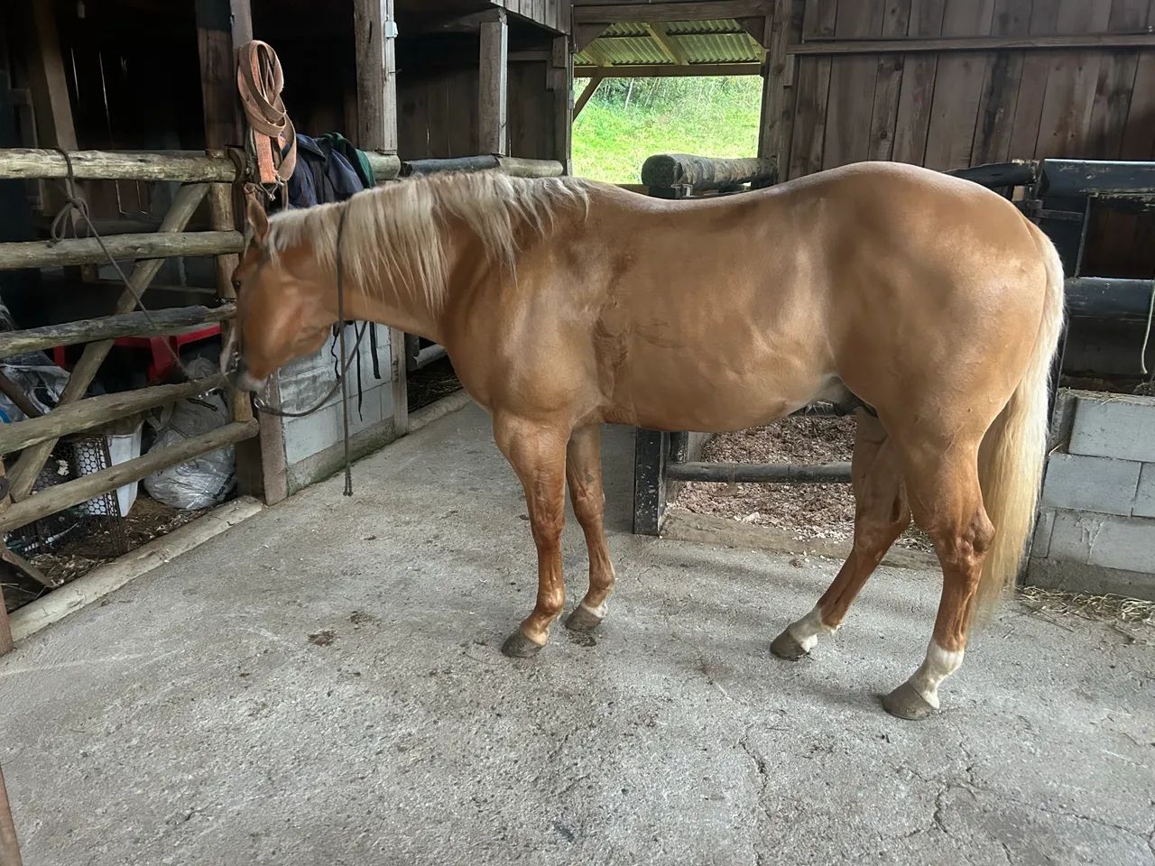 Cavalo quarto de milha  - Foto 2