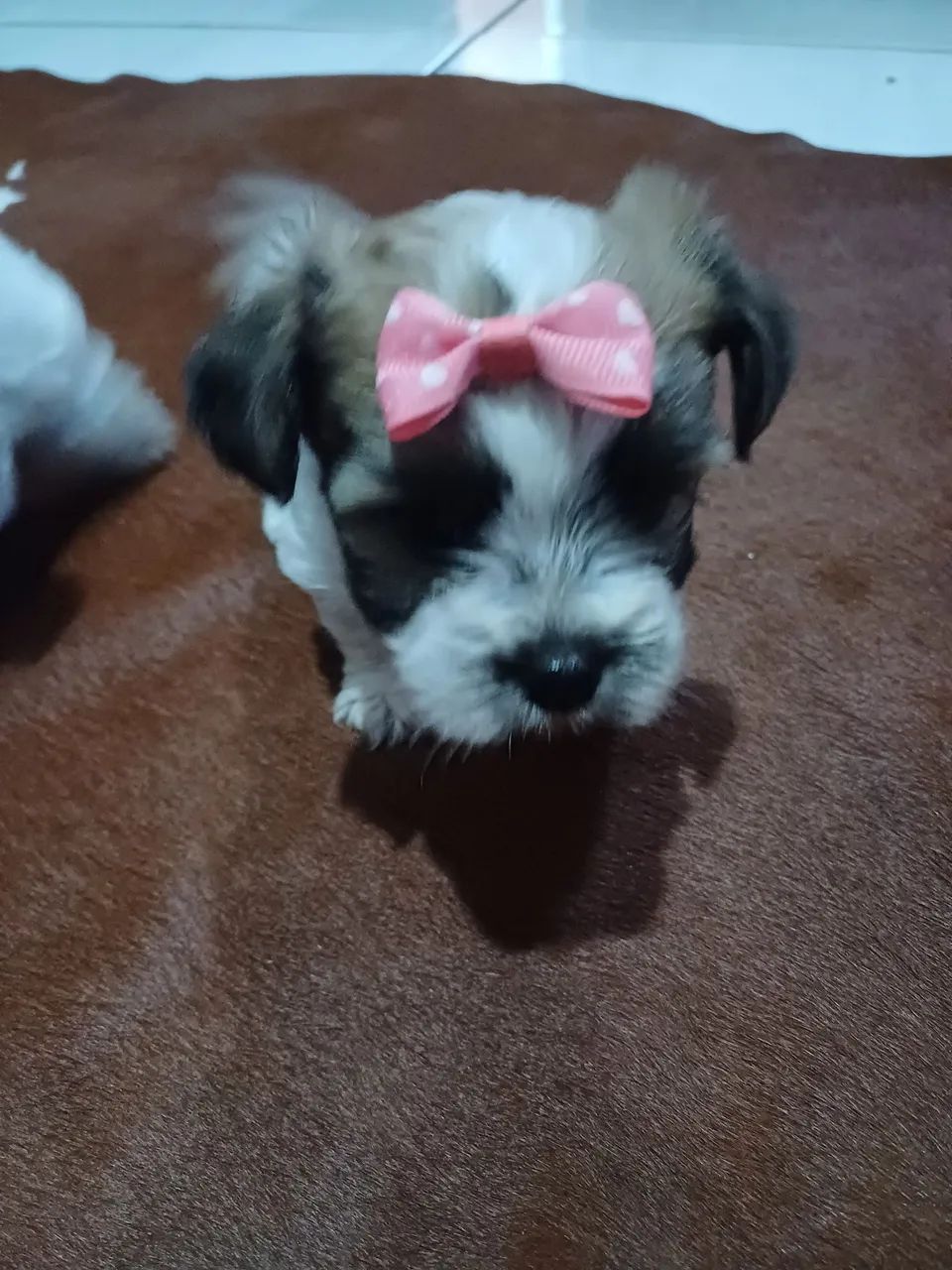 Filhotes de shitzu e Lhasa apso  - Foto 5