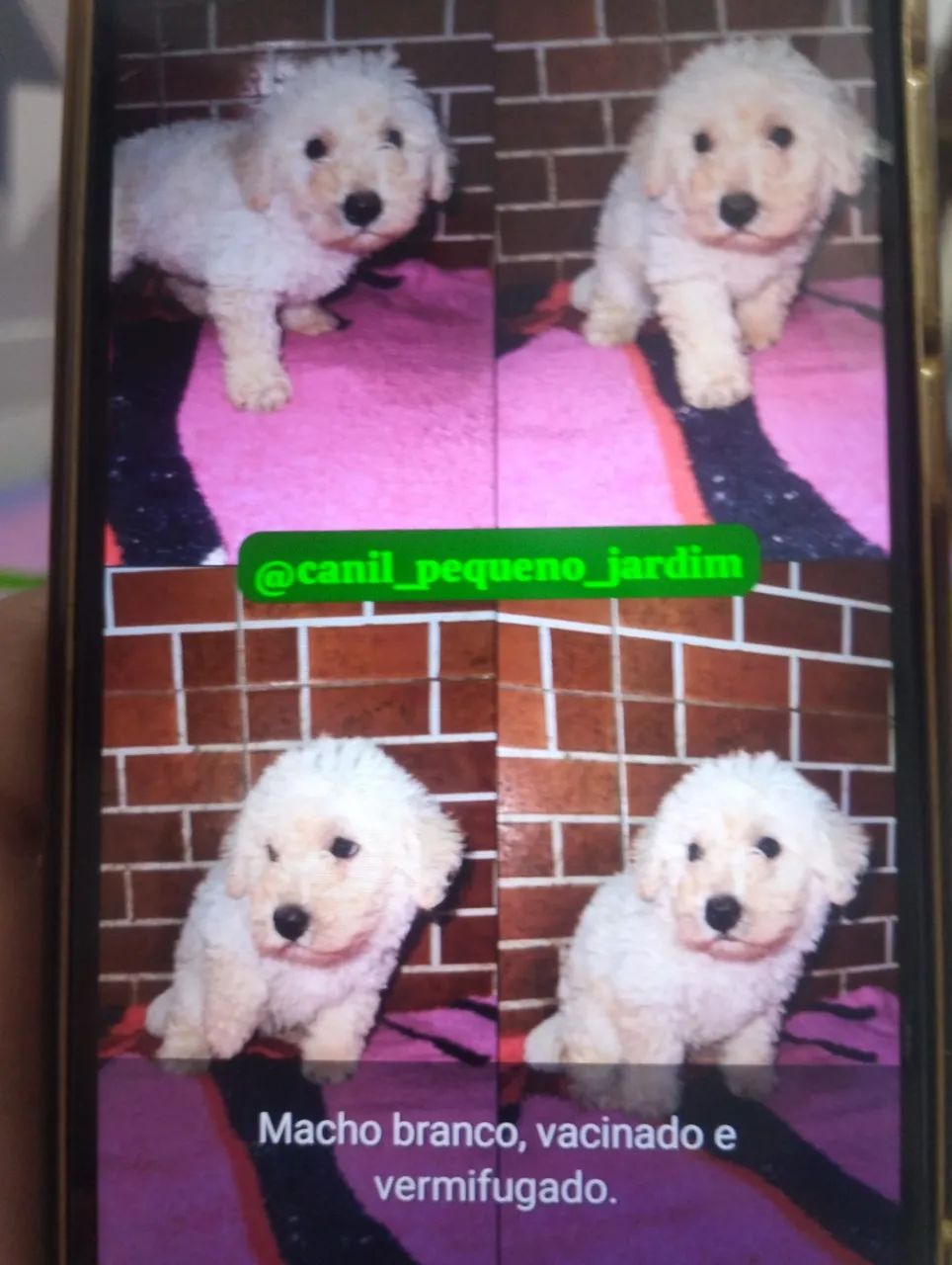 Poodle  - Foto 2