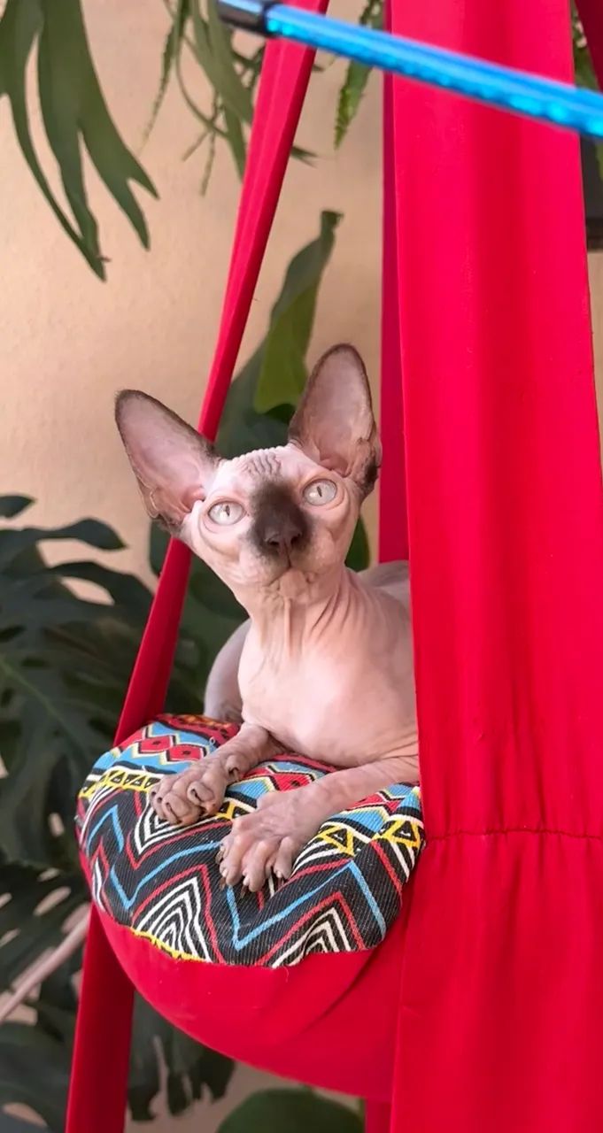 Filhotes Sphynx Fêmeas  - Foto 4