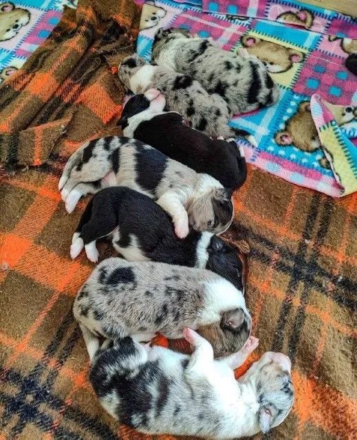 VENDO BORDER COLLIE 