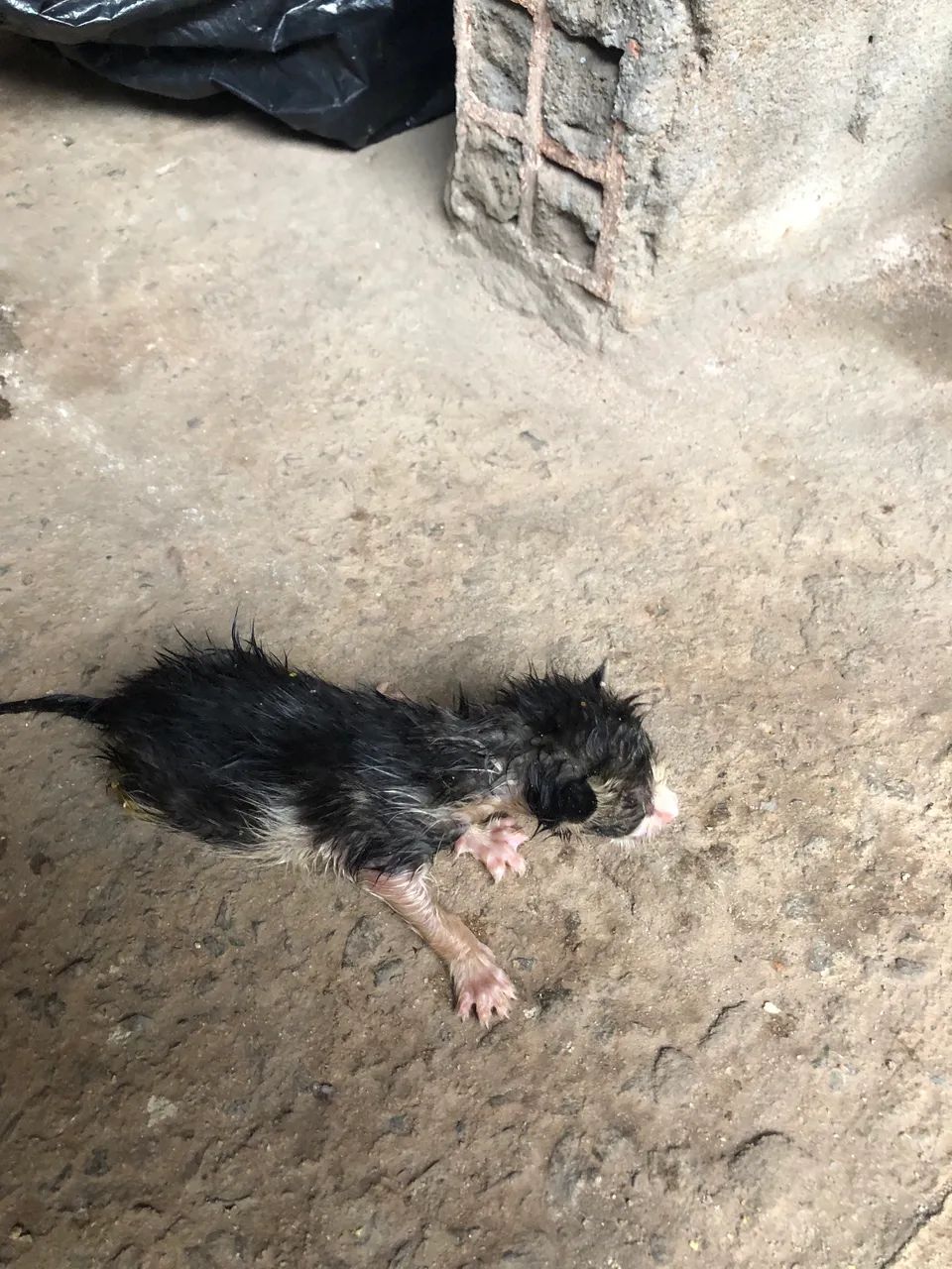 Doação de gatos 