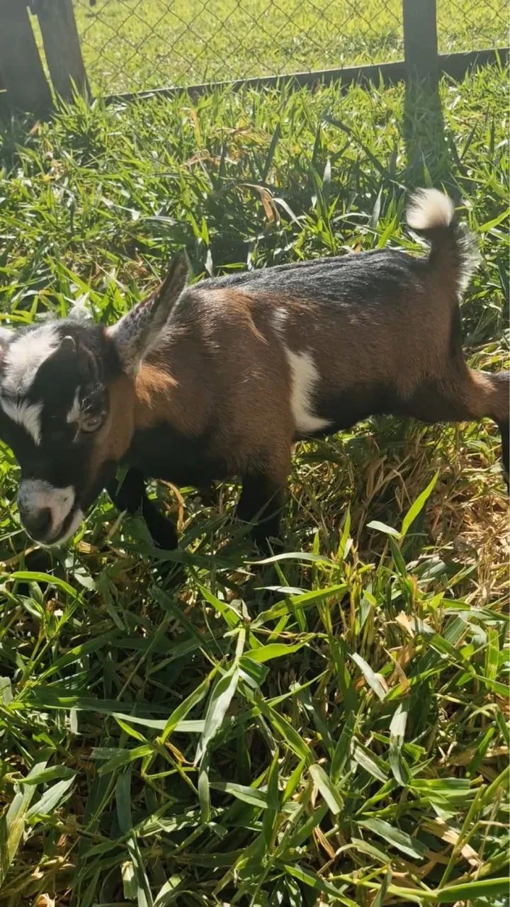 Mine Bodinho Cabrito  - Foto 3