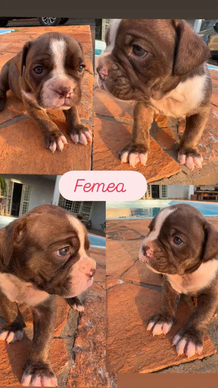 Buldogue campeiro  - Foto 4