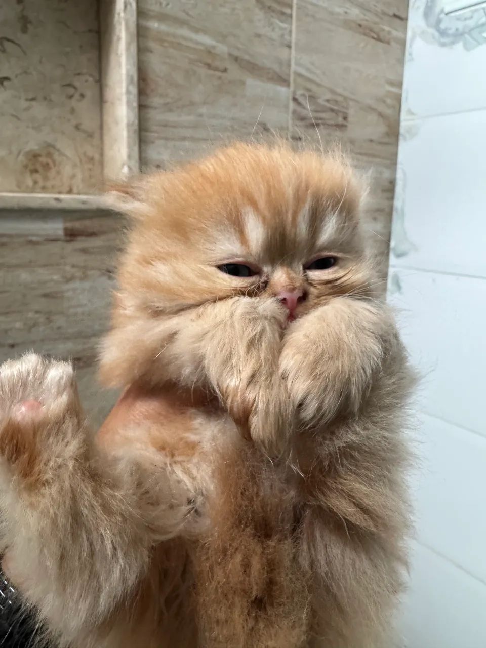 Gato persa - Foto 4