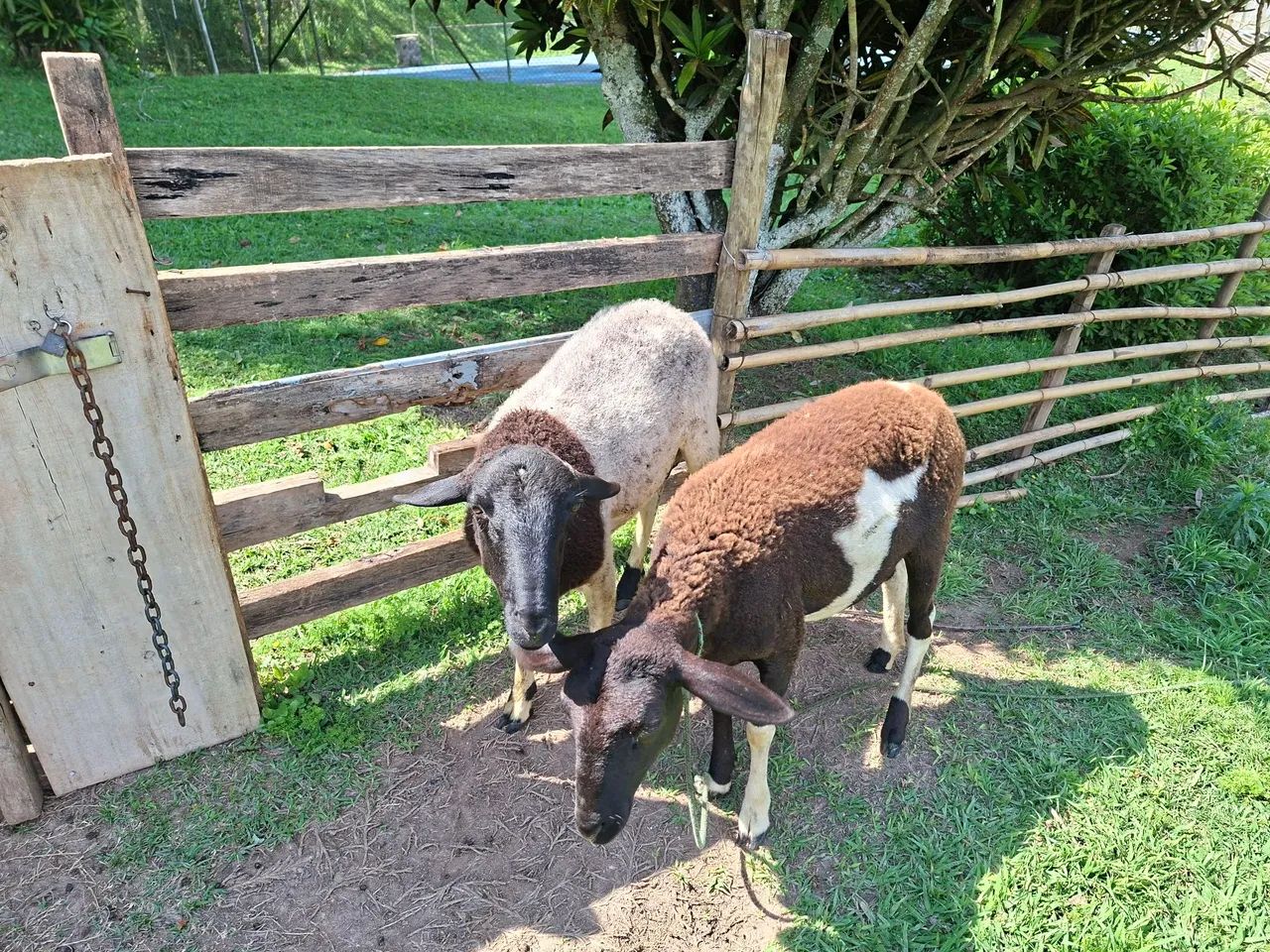 Ovelhas  - Foto 4