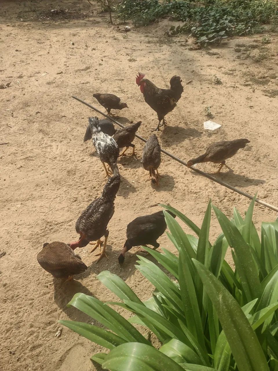 Galinhas caipira 