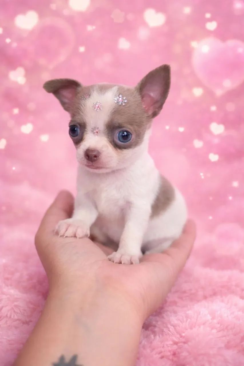 Chihuahua  fêmea pelo curto Lilac  - Foto 2