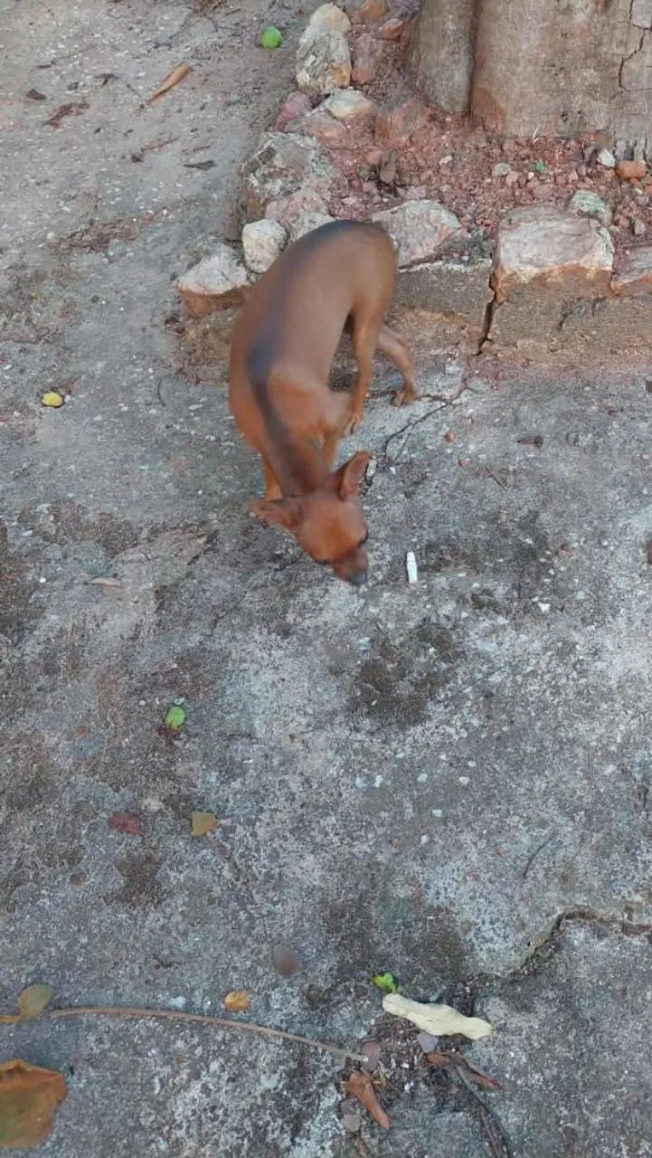 Pinscher  - Foto 2