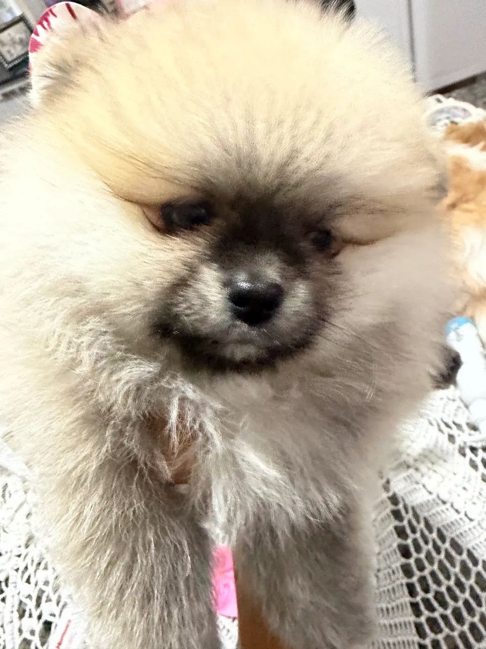 Spitz. Alemão Fêmea 