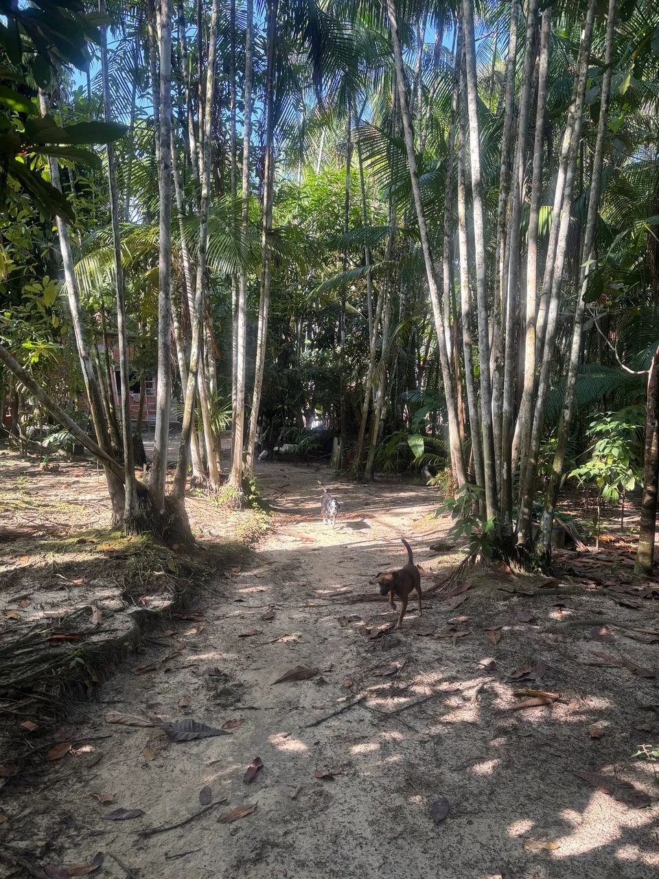 SÍTIO ALÇA VIÁRIA KM 37 - Foto 4