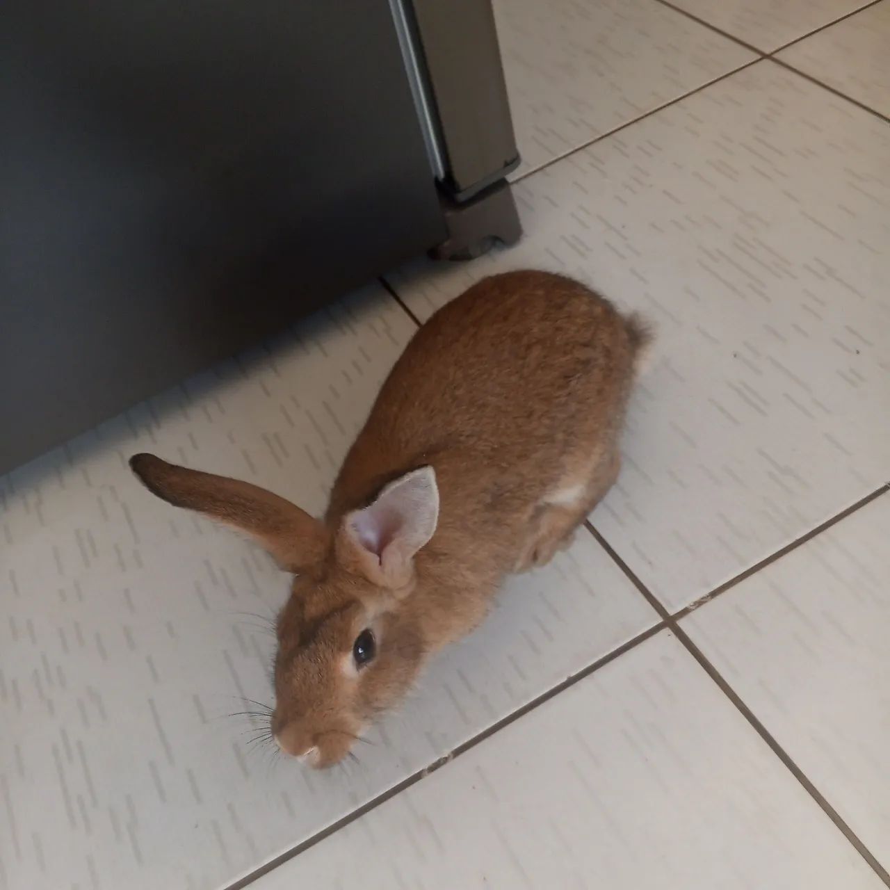 Coelho verdade com três meses de idade  - Foto 2