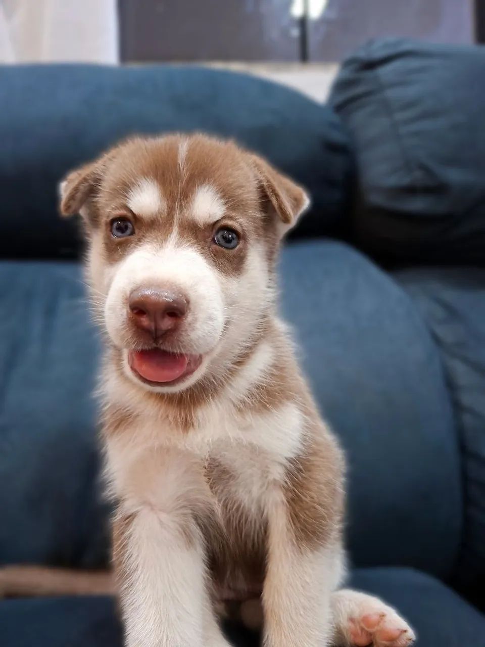 Husky  - Foto 3