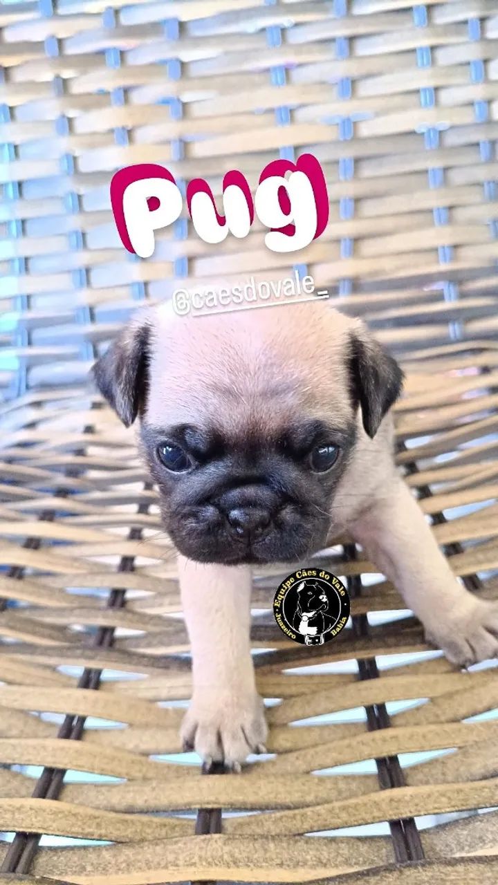 filhotes - Foto 4