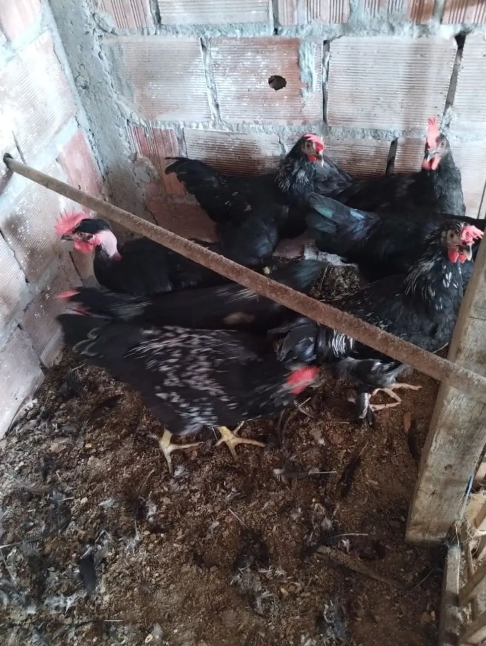 7 Frangos pai gigantes  - Foto 2