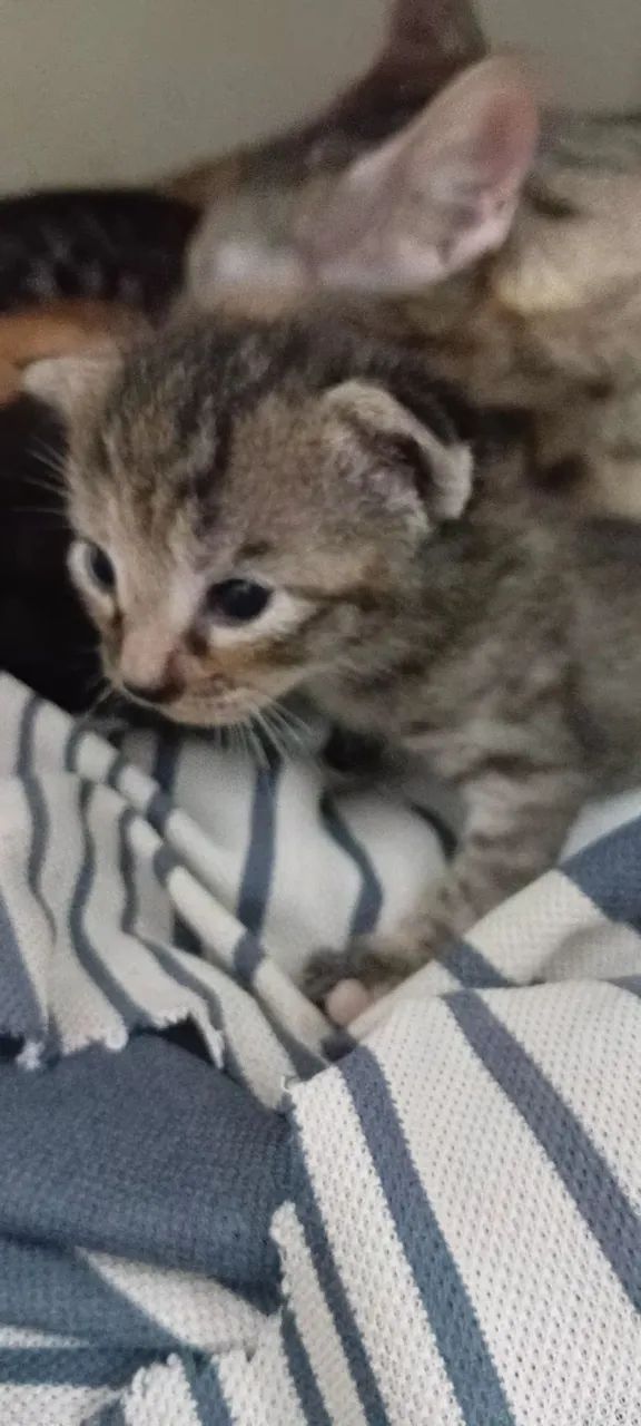 Kitten Donation65570179865090122