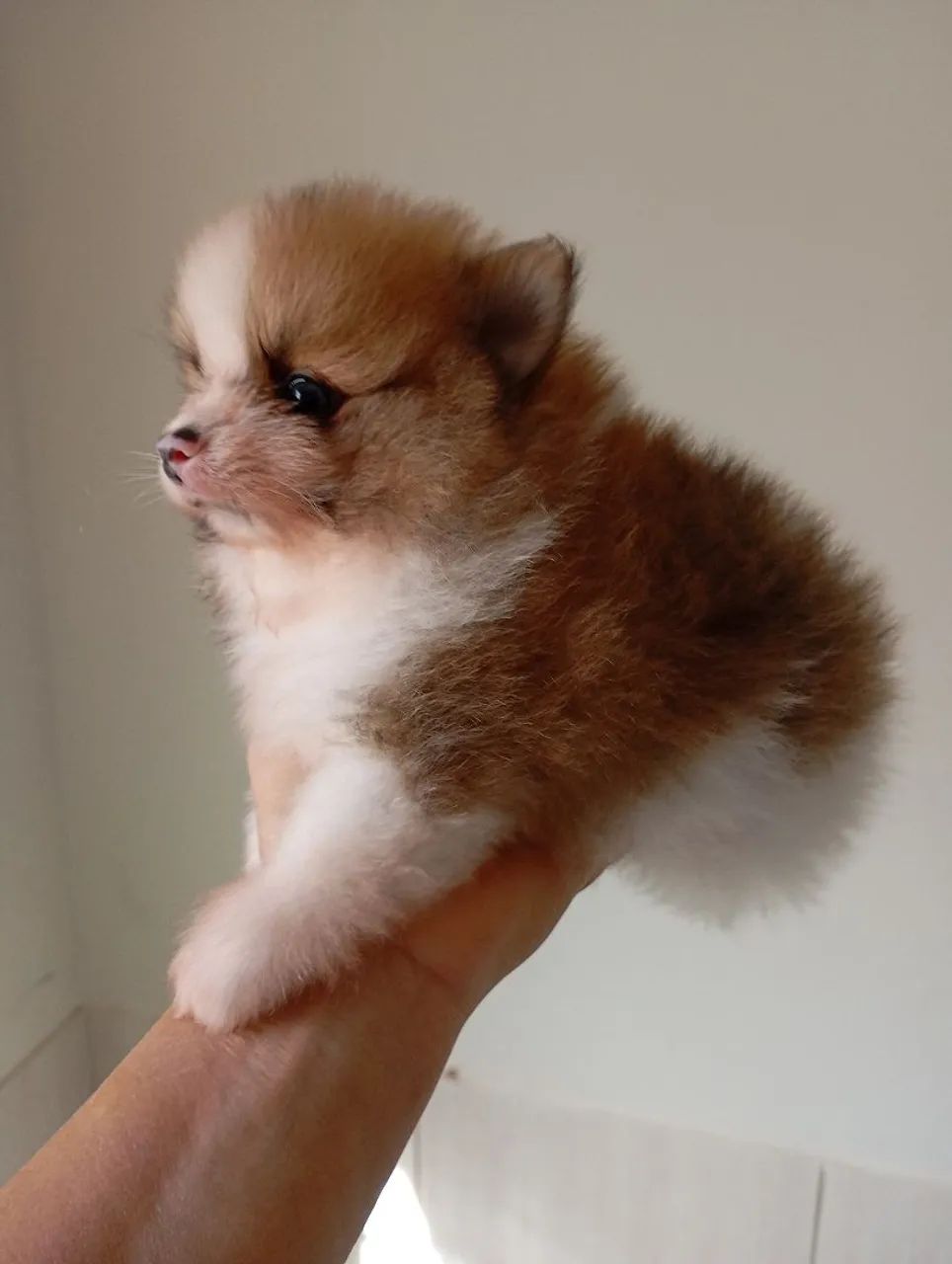 Spitz alemão/macho. R$1.700  - Foto 2