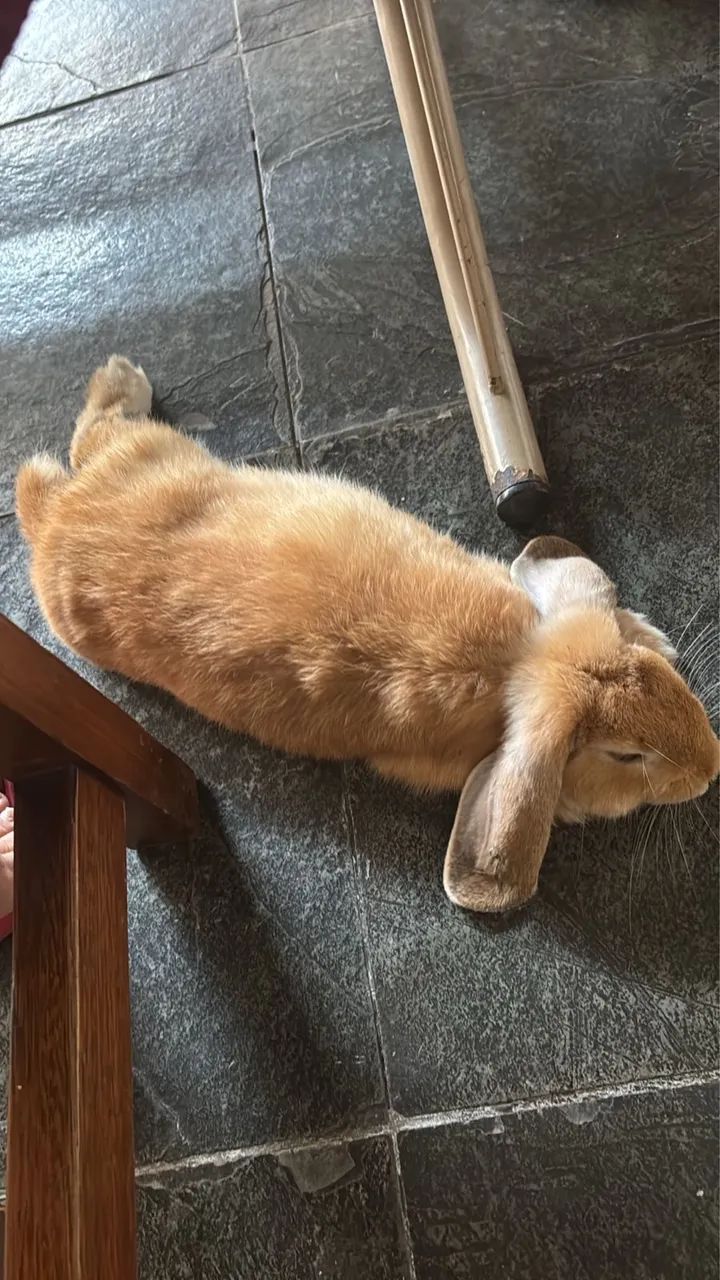 Coelho Mini Lop  - Foto 4