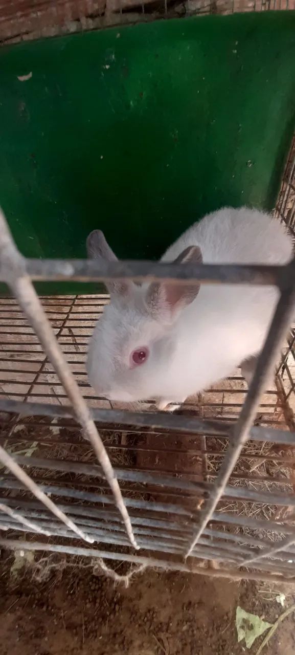 Mini coelho - Foto 3