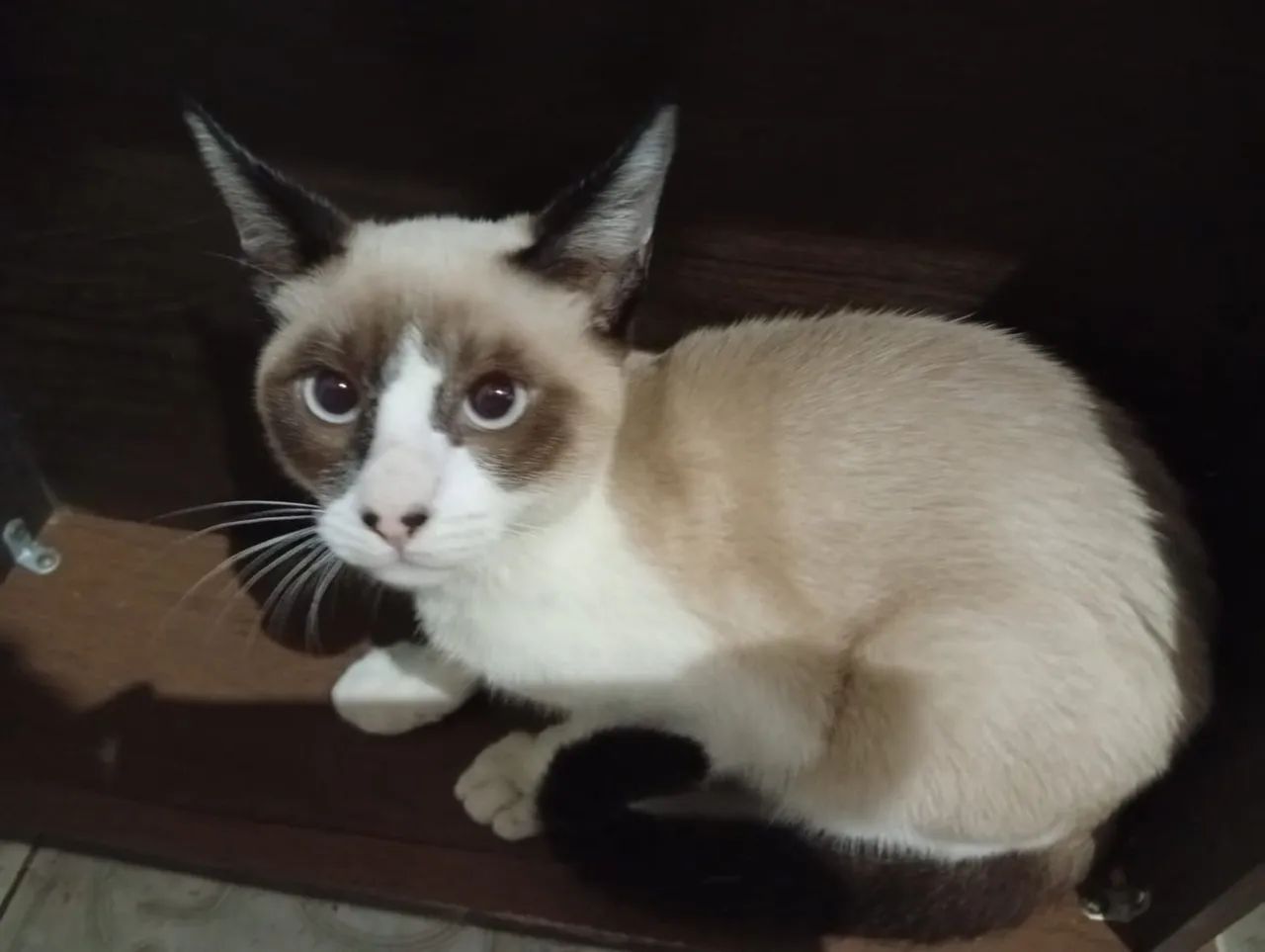 Gato para adoção 