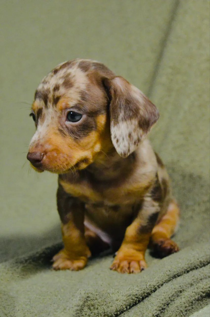 Dachshund filhote  - Foto 5