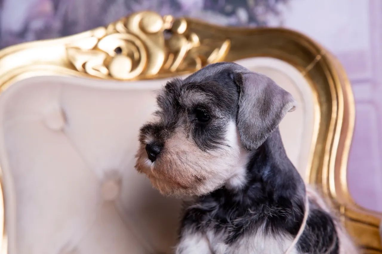 Schnauzer miniatura  - Foto 5