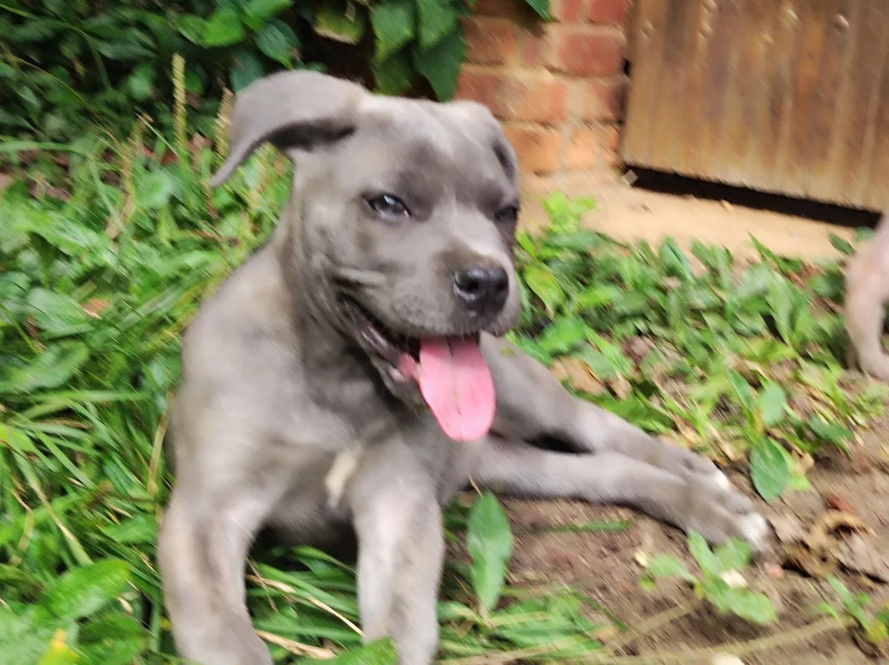 Cane Corso fêmea com pedigree  - Foto 2
