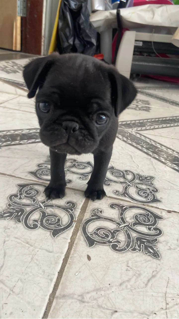 Pug filhote