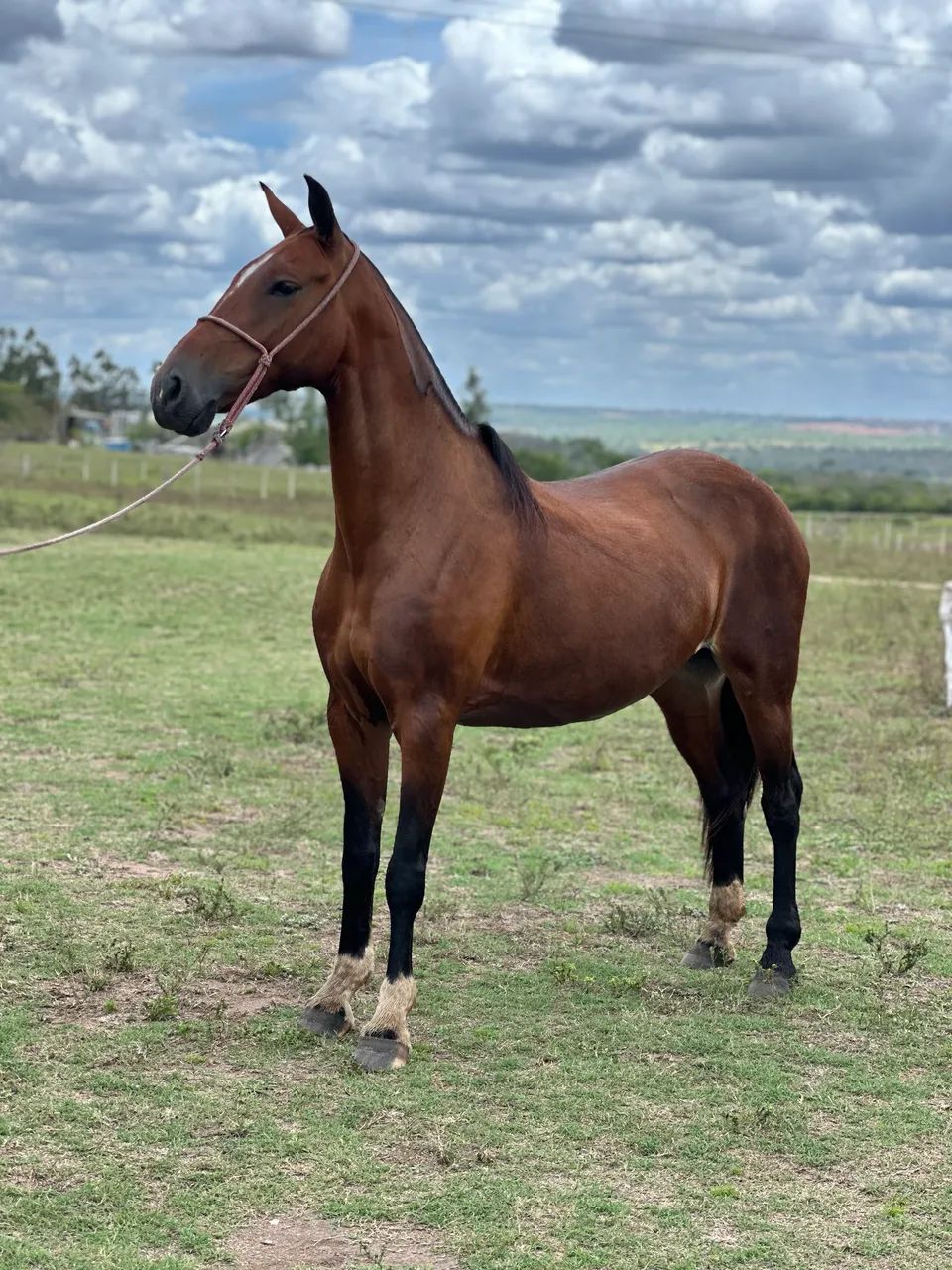 Cavalos