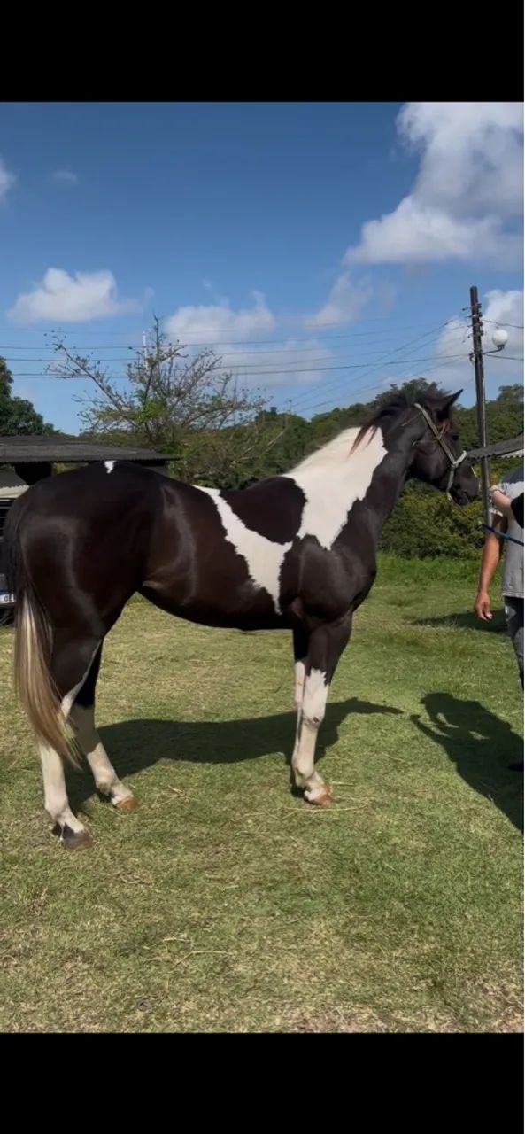 Potra Paint Horse Preta e Branca