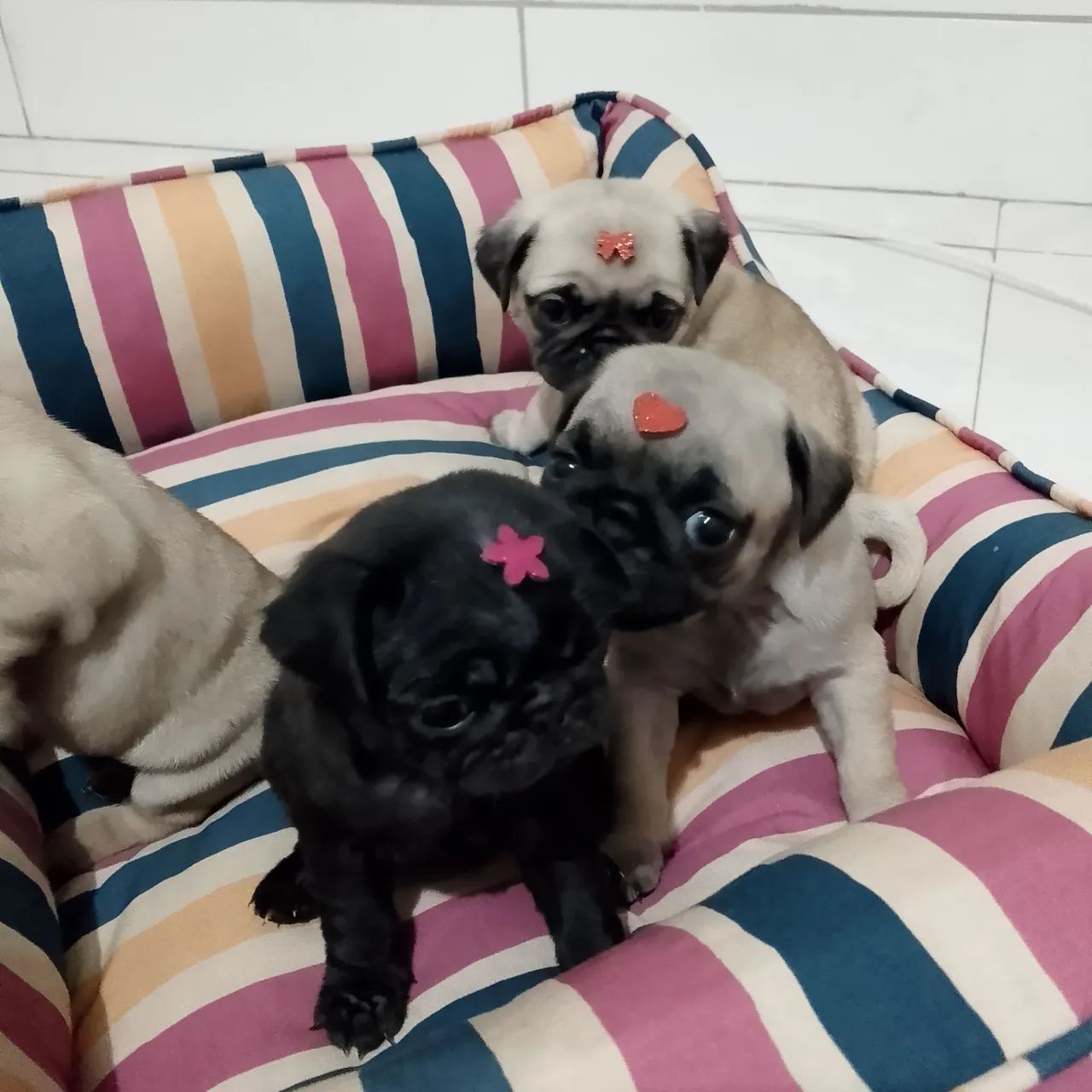  Pug fêmeas  - Foto 2